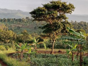 LAND AND PLOTS DEALERS